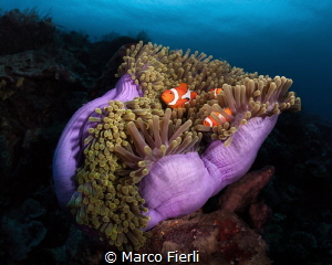 Magnificent Anemone with False Clown Fish by Marco Fierli 